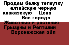 Продам белку телеутку алтайскую,черную кавказскую. › Цена ­ 5 000 - Все города Животные и растения » Грызуны и Рептилии   . Воронежская обл.